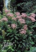 Eupatorium purpureum